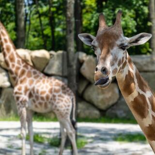 The Largest Zoo in New England Sits Right Here in Massachusetts and Most Families Have No Idea It Exists