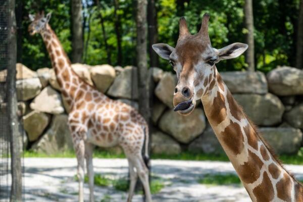 The Largest Zoo in New England Sits Right Here in Massachusetts and Most Families Have No Idea It Exists