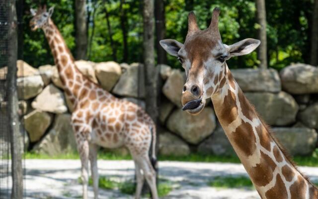 The Largest Zoo in New England Sits Right Here in Massachusetts and Most Families Have No Idea It Exists