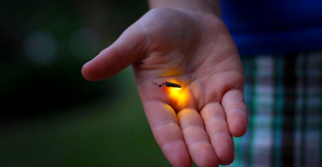 12 Firefly Destinations That Glow Every Summer