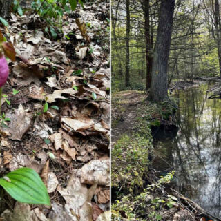 This Quiet Massachusetts Sanctuary Hides Wild Pink Lady Slipper Orchids on the Trails Around Eagle Lake