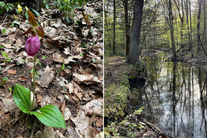 This Quiet Massachusetts Sanctuary Hides Wild Pink Lady Slipper Orchids on the Trails Around Eagle Lake