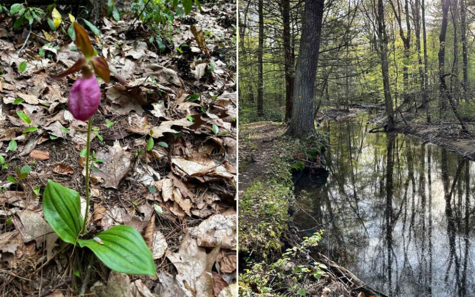 This Quiet Massachusetts Sanctuary Hides Wild Pink Lady Slipper Orchids on the Trails Around Eagle Lake