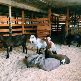 This Massachusetts Farm Sanctuary Runs Tours Where You Meet Its Rescued Cows and Friendly Goats Up Close