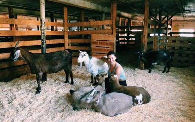 This Massachusetts Farm Sanctuary Runs Tours Where You Meet Its Rescued Cows and Friendly Goats Up Close