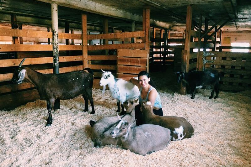 This Massachusetts Farm Sanctuary Runs Tours Where You Meet Its Rescued Cows and Friendly Goats Up Close