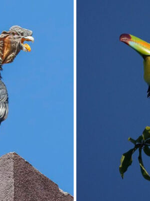 15 National Birds From Around the World