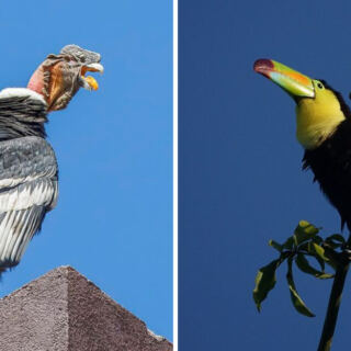 15 National Birds From Around the World