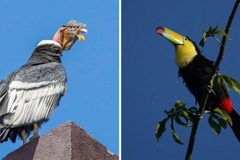 15 National Birds From Around the World