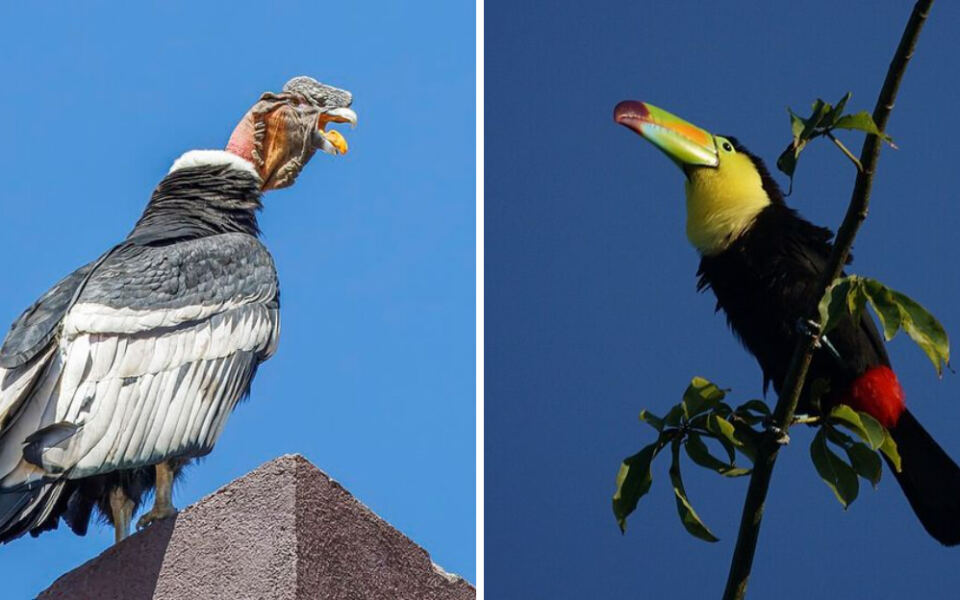 15 National Birds From Around the World
