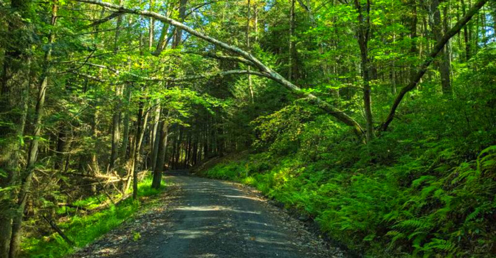 This Wild Pennsylvania Forest Covers 305,000 Acres – and Parts Have No Electricity or Cell Service
