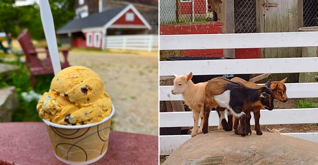 This New Hampshire Farm Has 75 Ice Cream Flavors, Baby Goats, and Corn Mazes