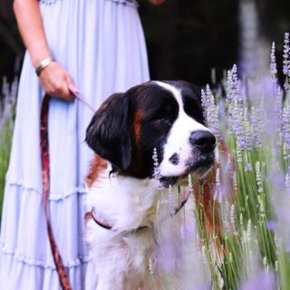 This North Carolina Lavender Farm Turns A Purple Field Into The Calmest Afternoon You’ll Have All Summer