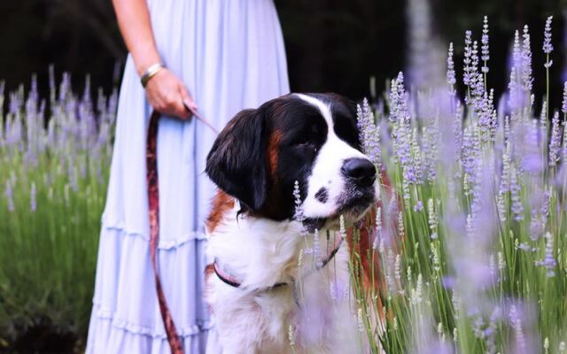 This North Carolina Lavender Farm Turns A Purple Field Into The Calmest Afternoon You’ll Have All Summer