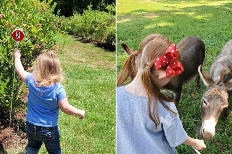 This Tennessee Farm Lets You Pick Pesticide-Free Blueberries All Summer Long