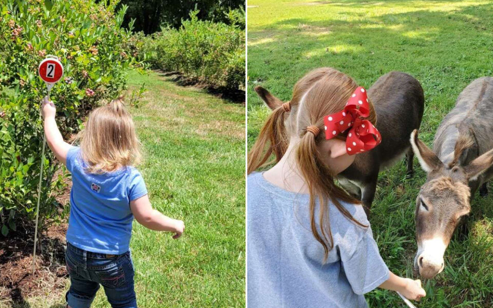 This Tennessee Farm Lets You Pick Pesticide-Free Blueberries All Summer Long