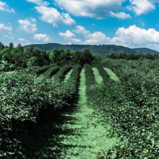 This North Carolina Orchard Lets You Fill A Basket With Blackberries And Early Apples On One Visit