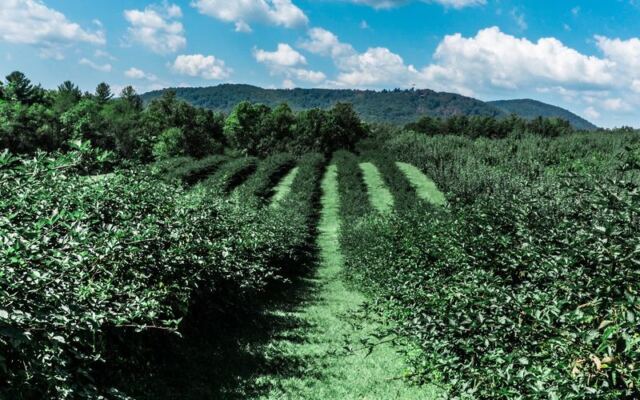 This North Carolina Orchard Lets You Fill A Basket With Blackberries And Early Apples On One Visit