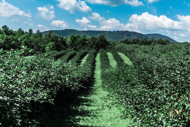 This North Carolina Orchard Lets You Fill A Basket With Blackberries And Early Apples On One Visit