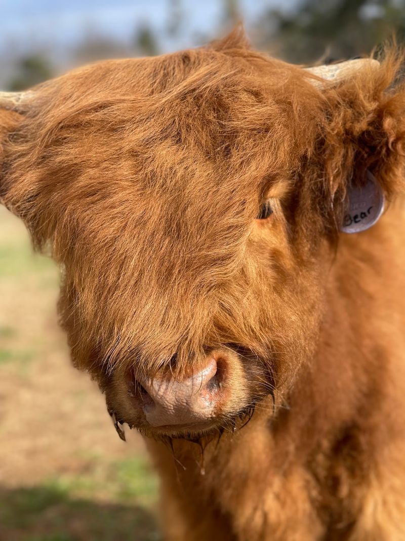 3B Cattle Mini Highland Cows, Bixby, OK 3B Cattle Mini Highland Cows, Bixby, OK
