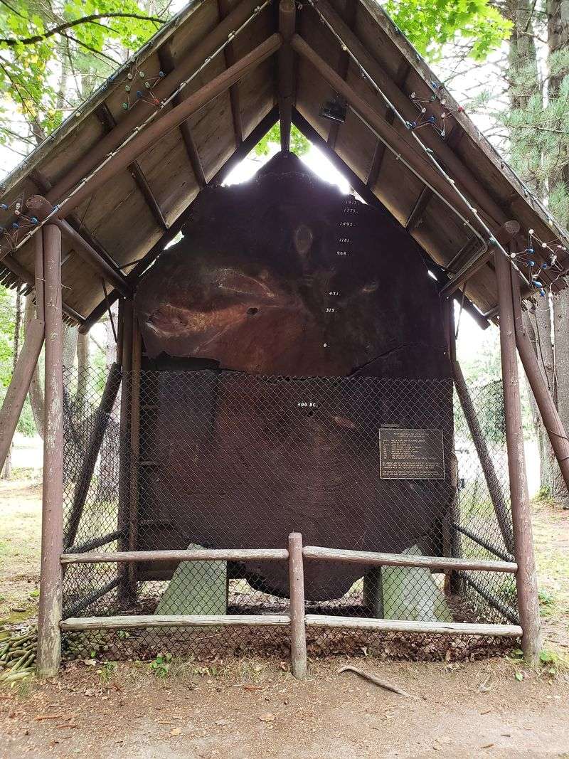 A 3,000-Year-Old Tree Cross-Section