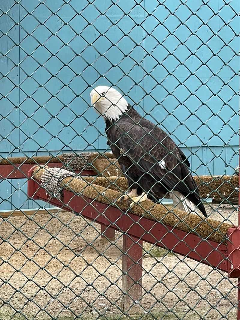 A Bald Eagle Moment Many People Remember A Bald Eagle Moment Many People Remember