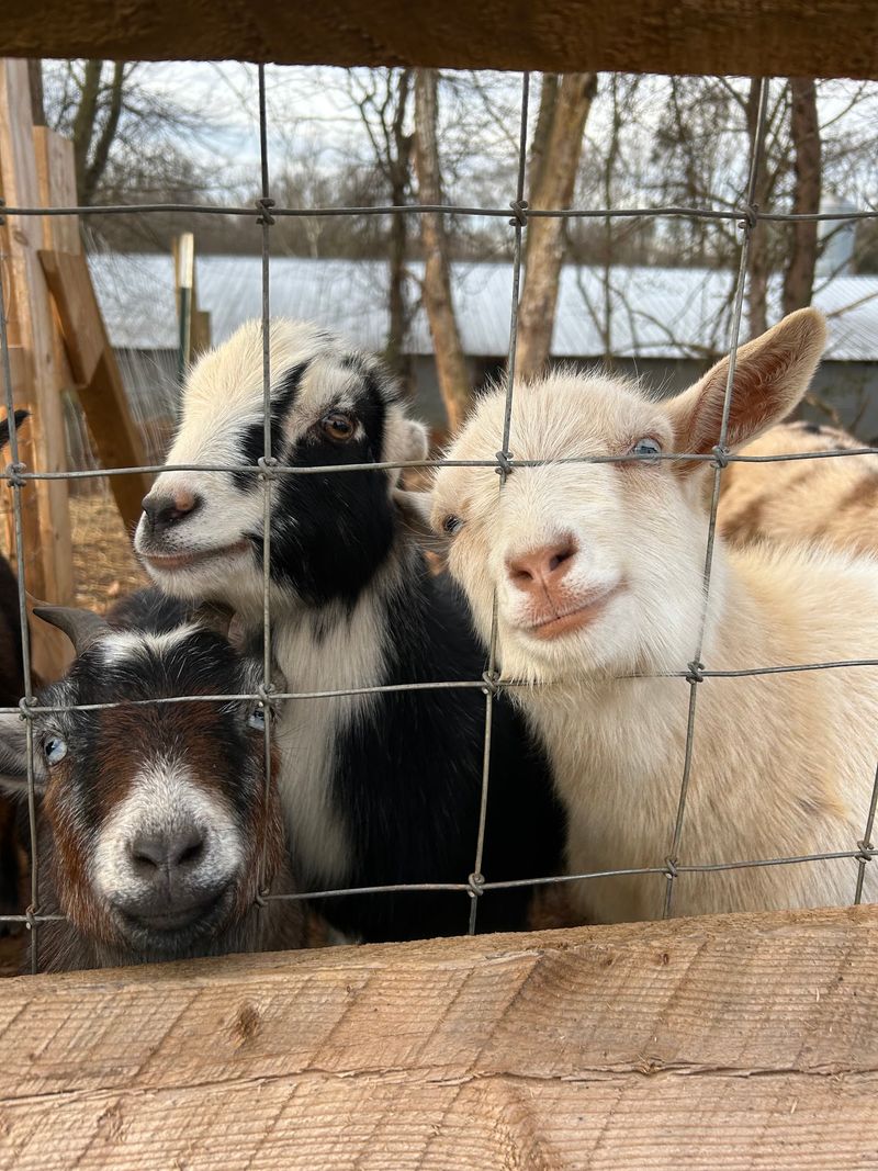 A Barnyard Cast Of Characters
