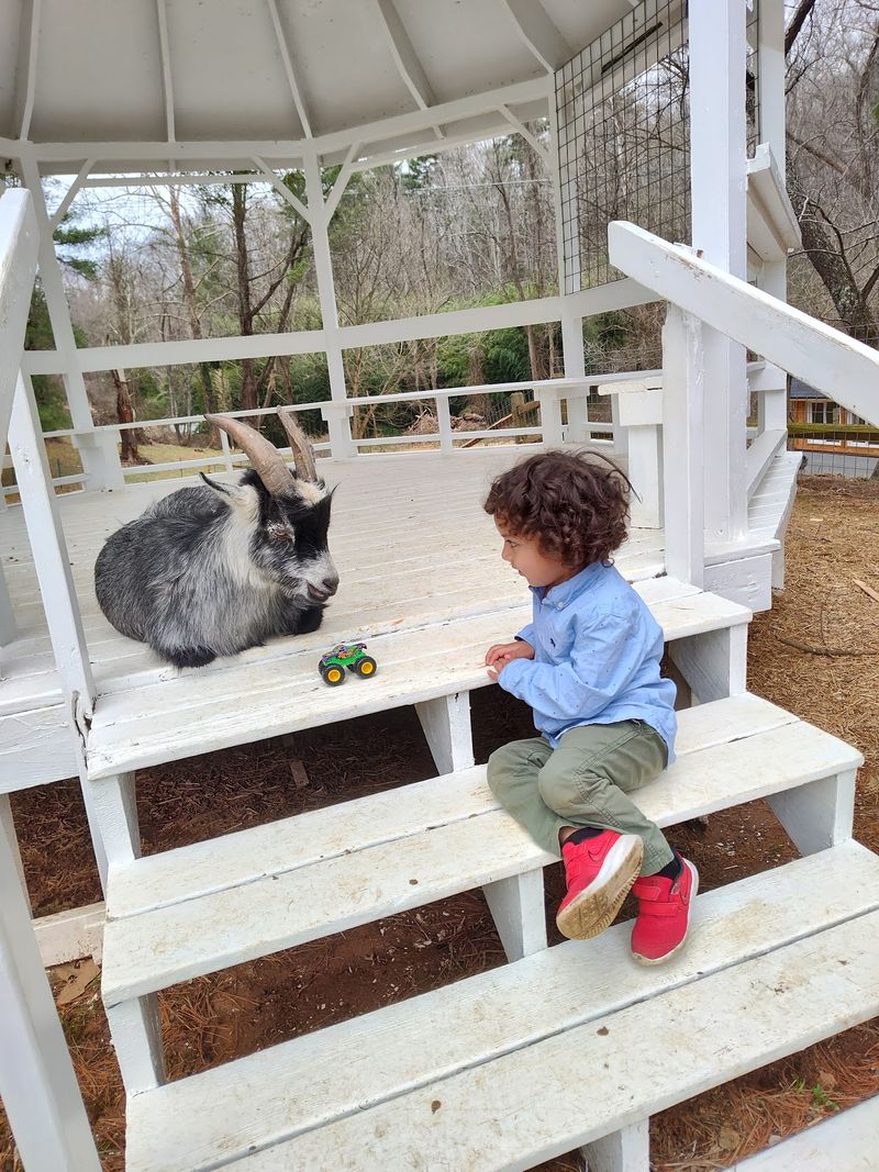A Barnyard Cast of Characters