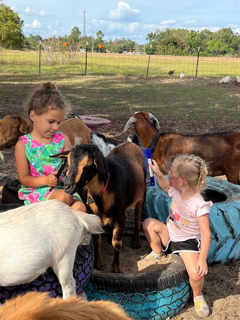 A Barnyard Full of Friendly Faces A Barnyard Full of Friendly Faces