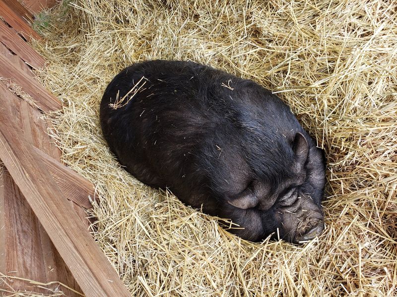 A Barnyard Supporting Cast A Barnyard Supporting Cast