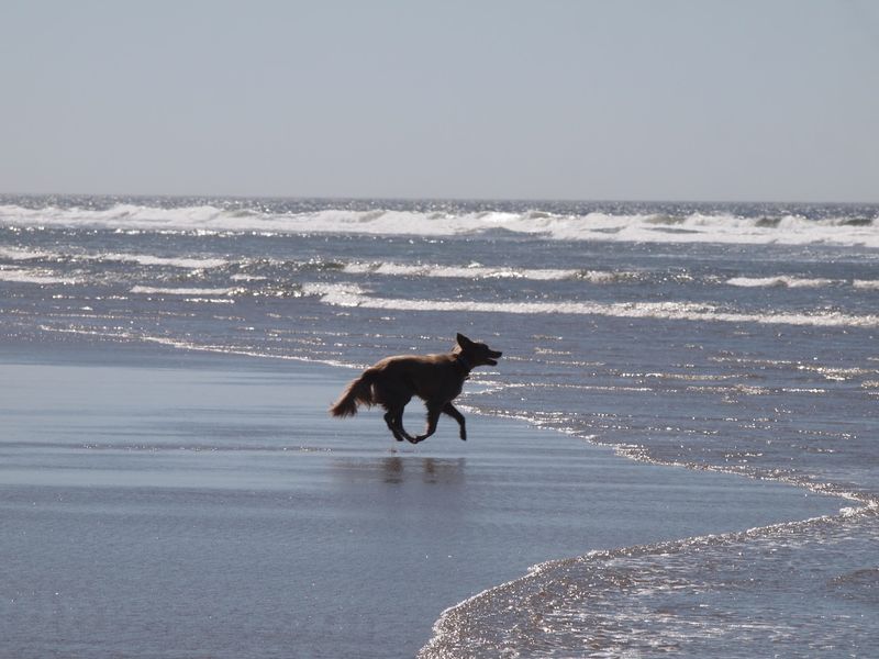 A Beach Made for Kites and Dogs