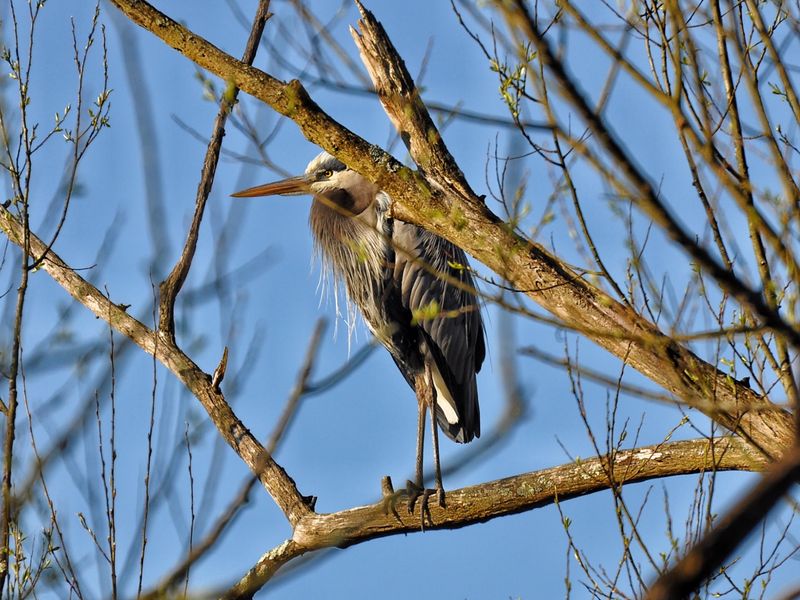 A Birdwatcher's Best Day Out