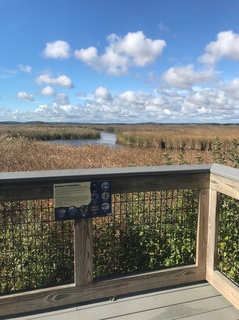 A Birdwatcher's Quiet Corner A Birdwatcher's Quiet Corner