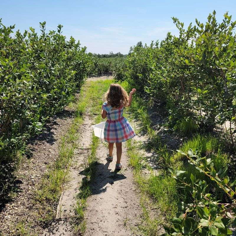 A Blueberry Title Worth Following A Blueberry Title Worth Following