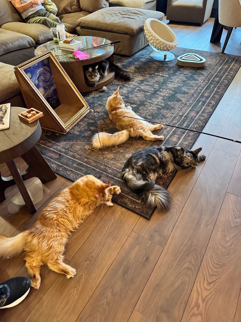 A Calm, Cozy Atmosphere for Cat Lovers of All Ages
