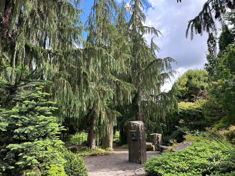 A Conifer Collection for Plant Lovers A Conifer Collection for Plant Lovers