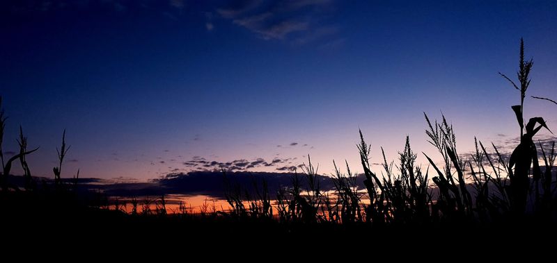 A Corn Maze That Glows After Dark A Corn Maze That Glows After Dark