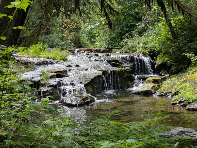 A Creekside Corner of the Siuslaw National Forest A Creekside Corner of the Siuslaw National Forest