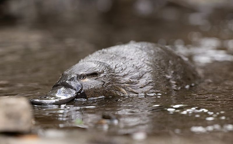 A Familiar Australian Animal Disappeared for Half a Century
