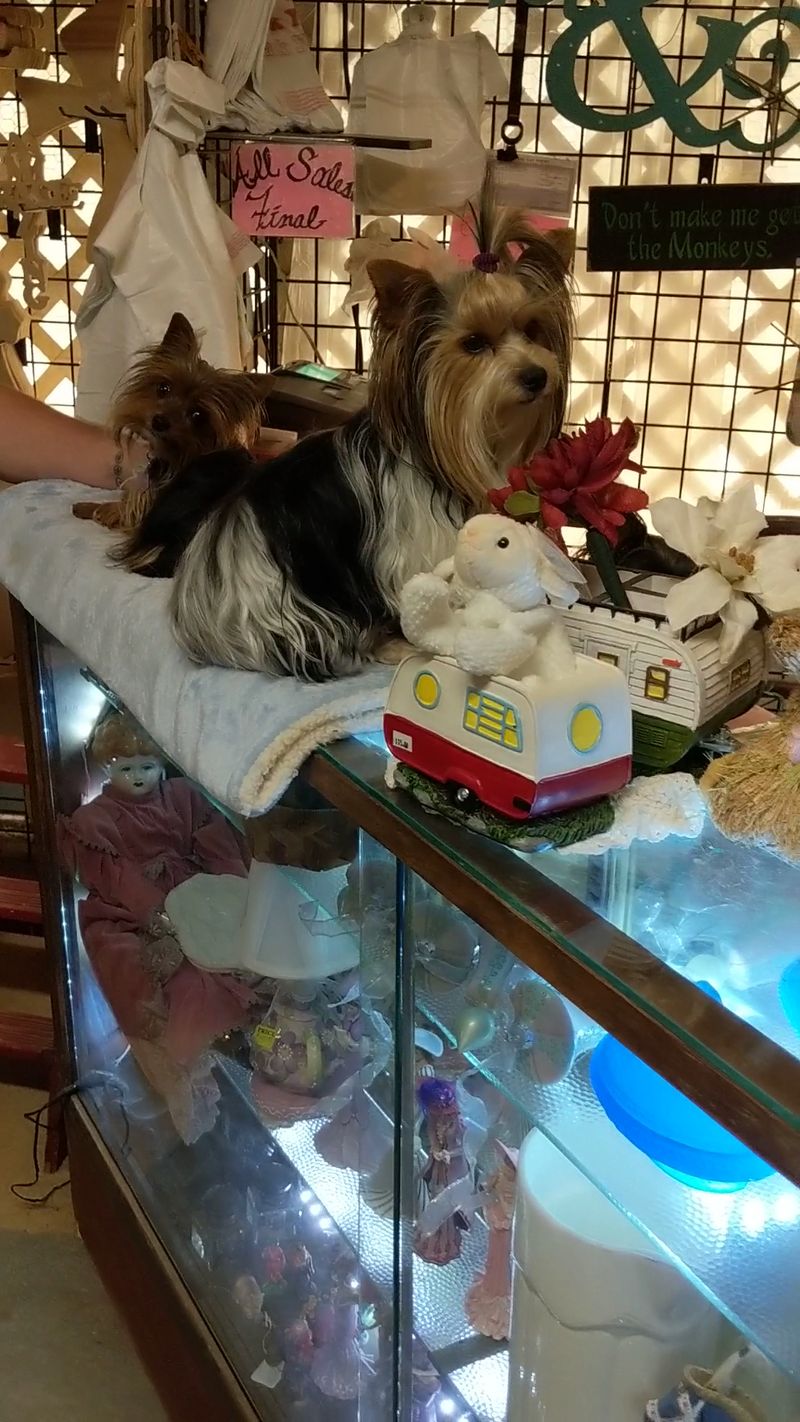 A Family-Friendly, Pet-Welcoming Atmosphere A Family-Friendly, Pet-Welcoming Atmosphere