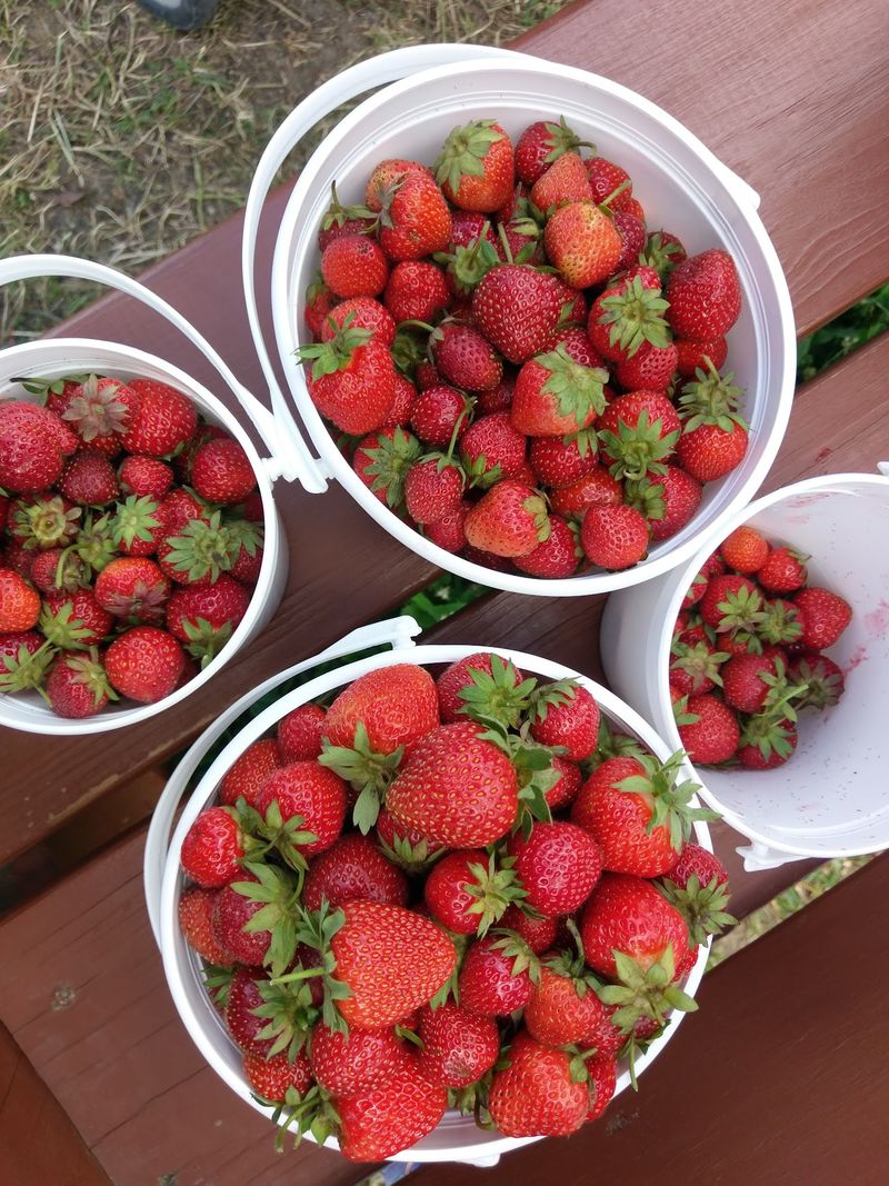 A Farm Market That Earns a Return Visit Before You've Even Left A Farm Market That Earns a Return Visit Before You've Even Left