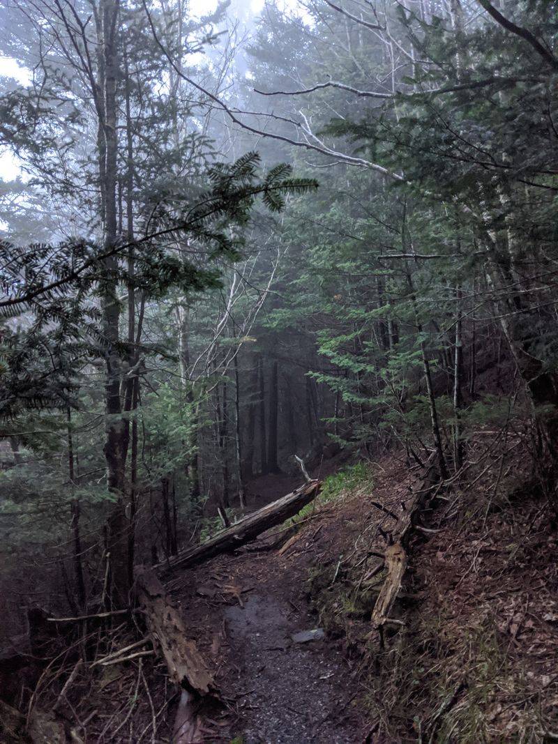 A Forest That Trades Hardwoods for Evergreens A Forest That Trades Hardwoods for Evergreens