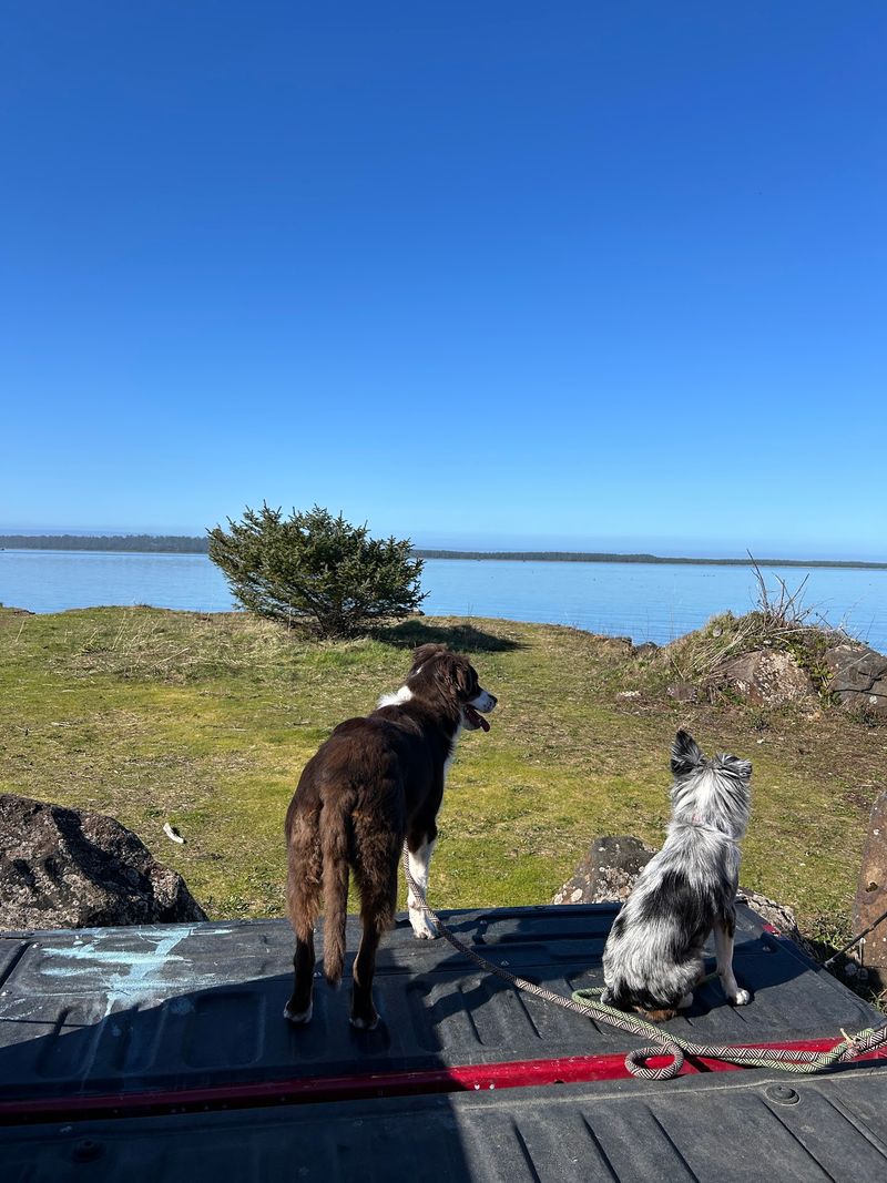 A Friendly Stop for Dogs, Kayakers, and Wanderers