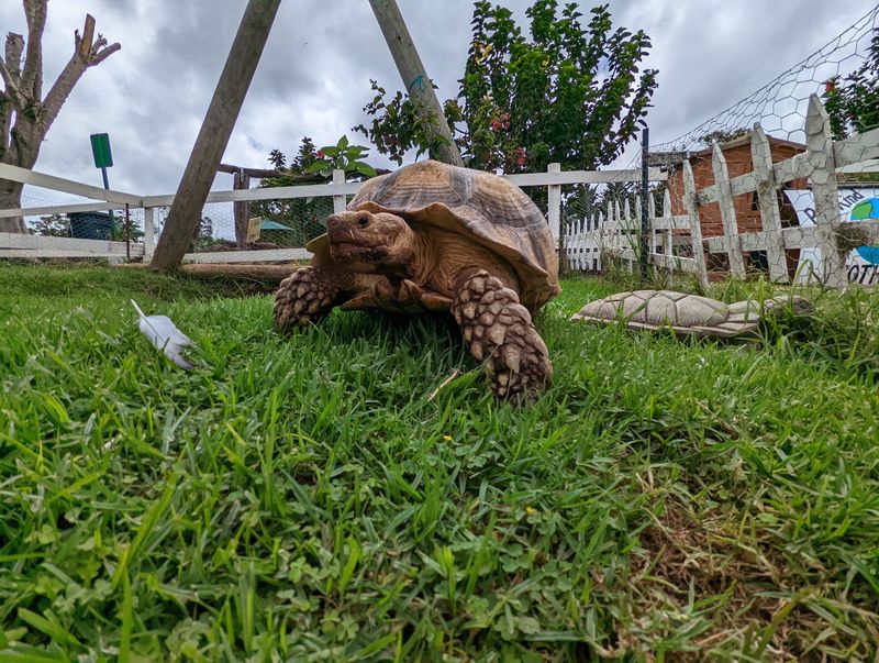 A Friendly Tortoise And A Kid-Approved Garden A Friendly Tortoise And A Kid-Approved Garden