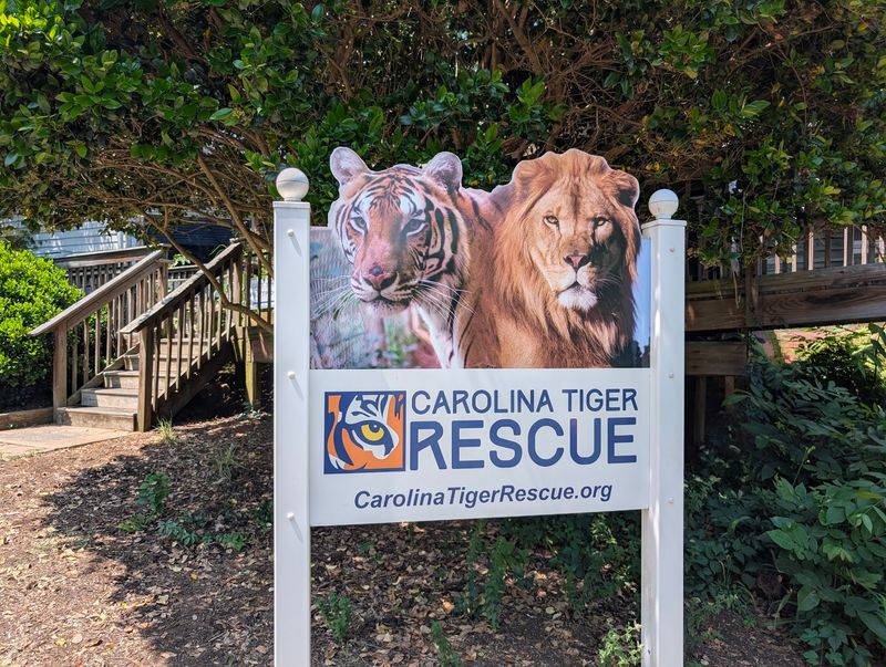 A Gift Shop With Art Painted by a Tiger A Gift Shop With Art Painted by a Tiger