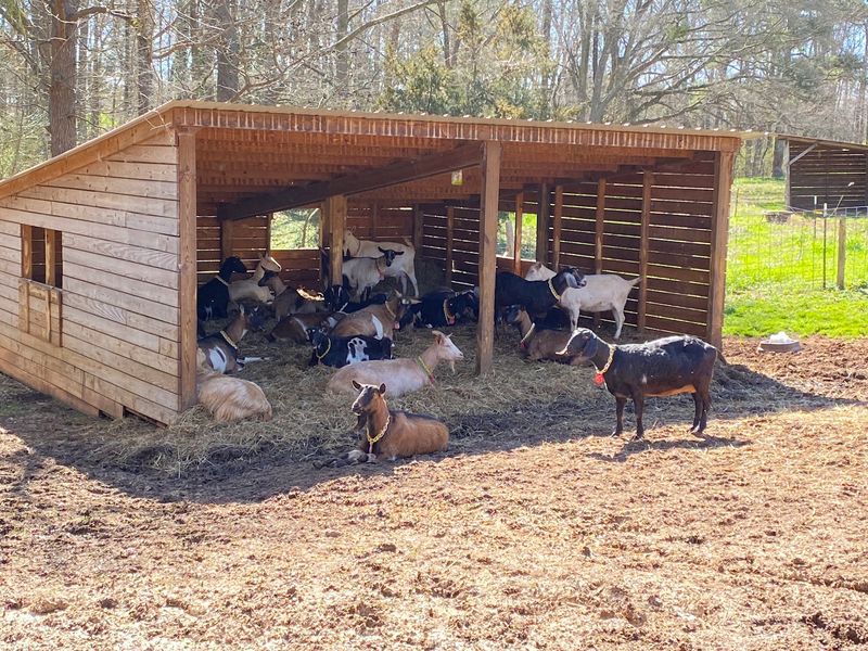 A Goat Dairy on Centerville Road A Goat Dairy on Centerville Road