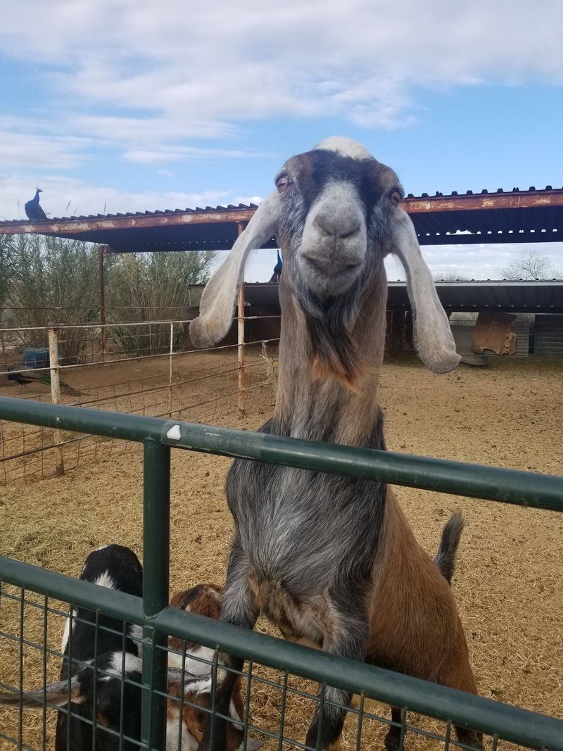 A Goat Farm at the End of Dean Road