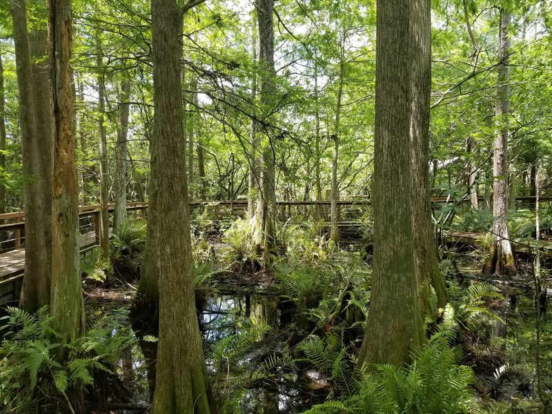 A Hidden Refuge in the Woods of Jupiter A Hidden Refuge in the Woods of Jupiter
