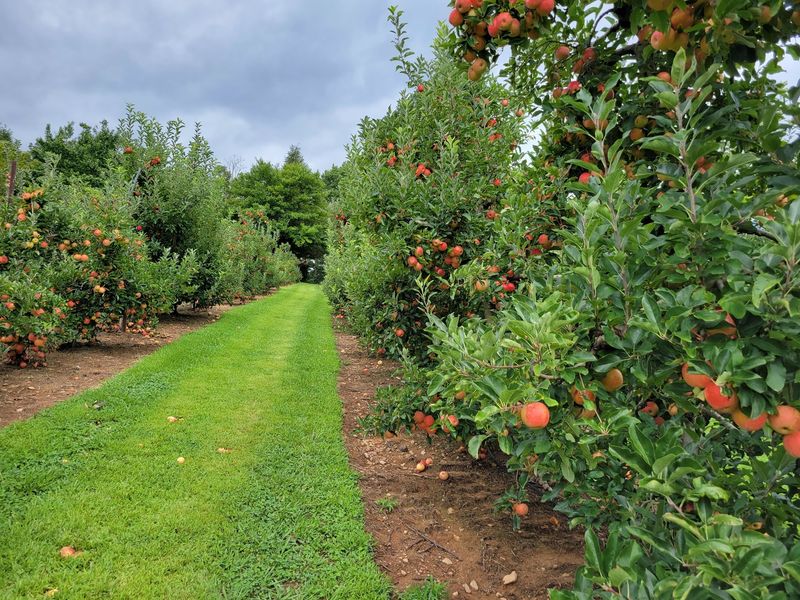 A Hillside Farm With Apples At Its Heart A Hillside Farm With Apples At Its Heart
