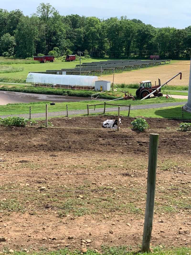 A Lambertville Dairy Farm With a Real Address